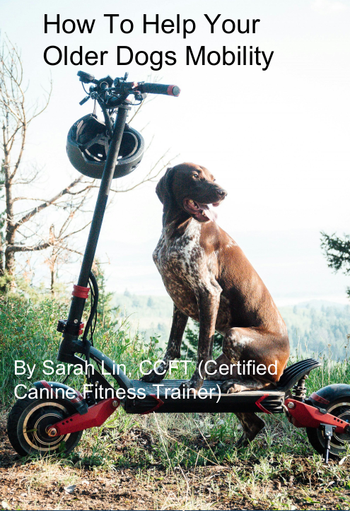 Comfort at Home Dog Mobility Guide